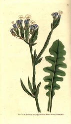 Sea Lavender