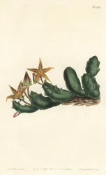 Stisseria geminata (Two-flowered stapelia, Stapelia geminata). Handcoloured copperplate engraving by F. Sansom Jr. after an illustration by Sydenham Edwards from William Curtis