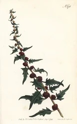 Strawberry spinach in baguette - Leafy goosefoot, Chenopodium foliosum (Strawberry blite, Blitum virgatum). Engraved by Sansom after an illustration by Sydenham Edwards from William Curtis