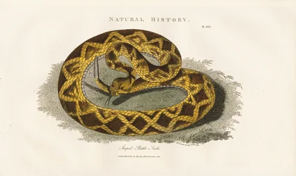 Striped Rattle Snake