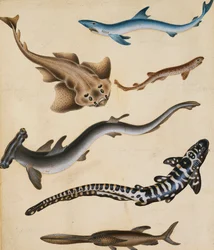 Studies of Fish including Shark, Pikefish, Carp and Gillhead