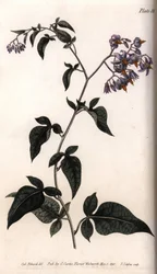 Sweet Bitter or Bitter Sweet Nightshade