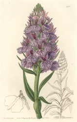 Terrestrial orchid endemic to the island of Madeira - Etching by S. Watts from an illustration by Sarah Anne Drake (1803-1857), from The Botanical Register