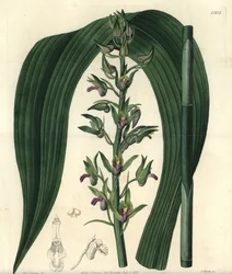 Terrestrial orchid variety - Wild coco orchid, Eulophia alta (Woodford