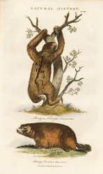 Three-toed Sloth and Alpine Marmot