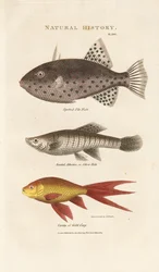 Three Marine Fishes