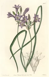 Triteleia or Brodiaea from the Botanical Register