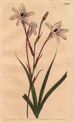 Long tubed tritonia with pink stems and pink veined white flowers