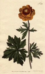 Asian Globe Flower with Deep Yellow Flower, Native to Siberia and Cappadocia