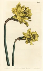 Trumpet daffodil, Narcissus hispanicus (Large yellow Spanish narcissus, Narcissus major). Handcoloured copperplate engraving by F. Sansom Jr. after an illustration by Sydenham Edwards from William Curtis