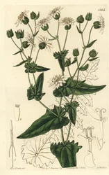 Turnip-leaved Musk-succory from Sydenham Edwards
