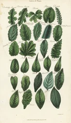 Types of Leaves of Plants