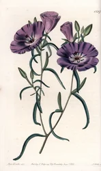 Variete of Clarkia, Native of South America