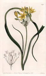 Triteleia with Yellow Flowers