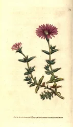 Bearded Fig Marigold, Mesembryanthemum Barbarum. Handcoloured Copperplate Engraving after a Botanical Illustration from William Curtis