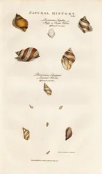 Various Species of Whelks