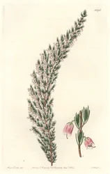 Vesicular Epiary, Originally from Europe - Engraved by S. Watts, from an illustration by Sarah Anne Drake, from the Botanical Register