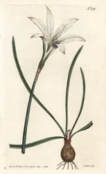 Atamasco lily, Zephyranthes atamasco (Amaryllis atamasco) - Handcoloured copperplate engraving by Sansom after an illustration by Sydenham Edwards from William Curtis