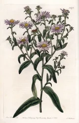 Virginia Aster or Harvester