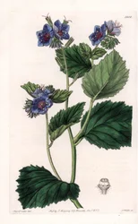 Viscous Phacelia