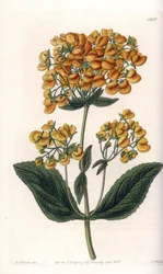 Viscous calceolar (or small slipper) - Engraved board by S. Watts, from an illustration by Sarah Anne Drake, from the Botanical Register of Sydenham Edwards, England