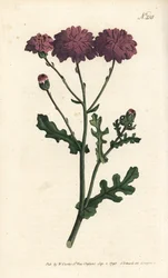 Wild cineraire - Purple groundsel or ragwort, Senecio elegans