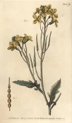 Wild radish, Raphanus raphanistrum, Siliquosa.