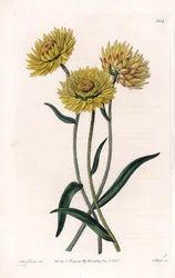 Xerochrysum variete, endemic in Australia - Engraved by S. Watts, from an illustration by Sarah Anne Drake, from the Botanical Register of Sydenham Edwards, England