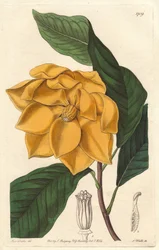 Yellow-flowered Magnolia, native to Java - Strong water by S. Watts from an illustration by Sarah Anne Drake, from the Botanical Register