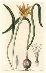 Yellow Pyrolirion (Amaryllis Arvensis), Native to Peru - Engraved by S. Watts, from an illustration by Sarah Anne Drake, from the Botanical Register