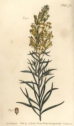 Yellow Toadflax