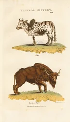 Zebu and European Bison