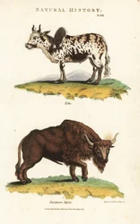 Zebu and Bison