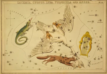 Lacerta, Cygnus, Lyra, Vulpecula and Anser, Illustration from 