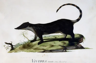 Viverra nasuta male