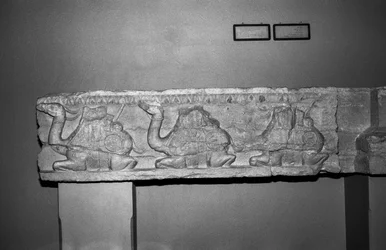 Camel relief