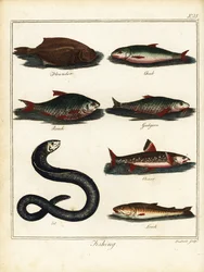 Fishing: flounder, chub, roach, gudgeon, charr, eel, loach