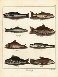 Fishing: salmon, trout, grayling, carp, bream, pike, perch, tench