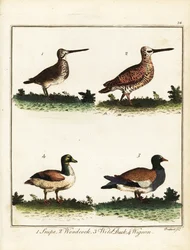 Game Birds: Snipe, Woodcock, Wild Duck and Wigeon. 1792