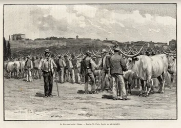 The beef fair in Siena (Italy)