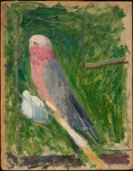 Parrot