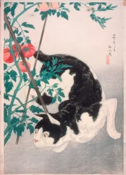 Cat with Tomato Plant