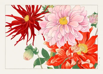 Dahlia Flower from "Seiyou Sokazufu"