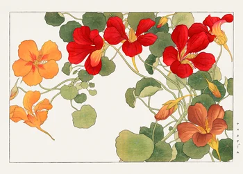 Nasturtium Flower from "Seiyou Sokazufu"
