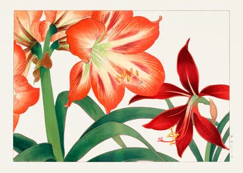 Vintage Amaryllis Flower from "Seiyou Sokazufu"
