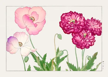 Vintage Poppy Flower from "Seiyou Sokazufu"