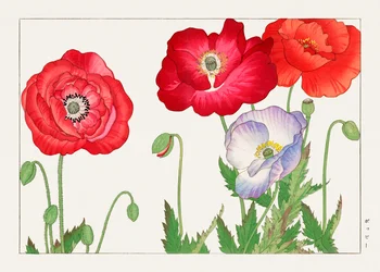 Vintage Poppy Flower from "Seiyou Sokazufu"