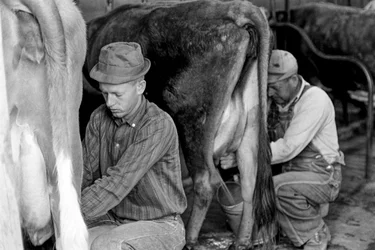 Agriculture Trainee Learning to Milk Cows at North Carolina Industrial Training Center