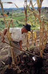 Benigno Marin, a Farmer, Working in a Field in Colombia