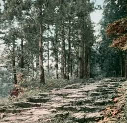 Cedar Alley, Hakone, circa 1900 - 1915